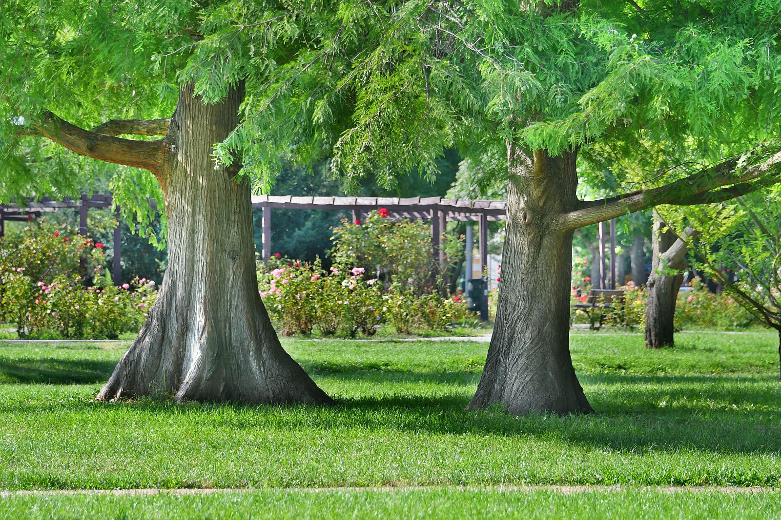 Sok ág leszakadt, de jól bírta a hétfői vihart a város nyolcvanezres faállománya